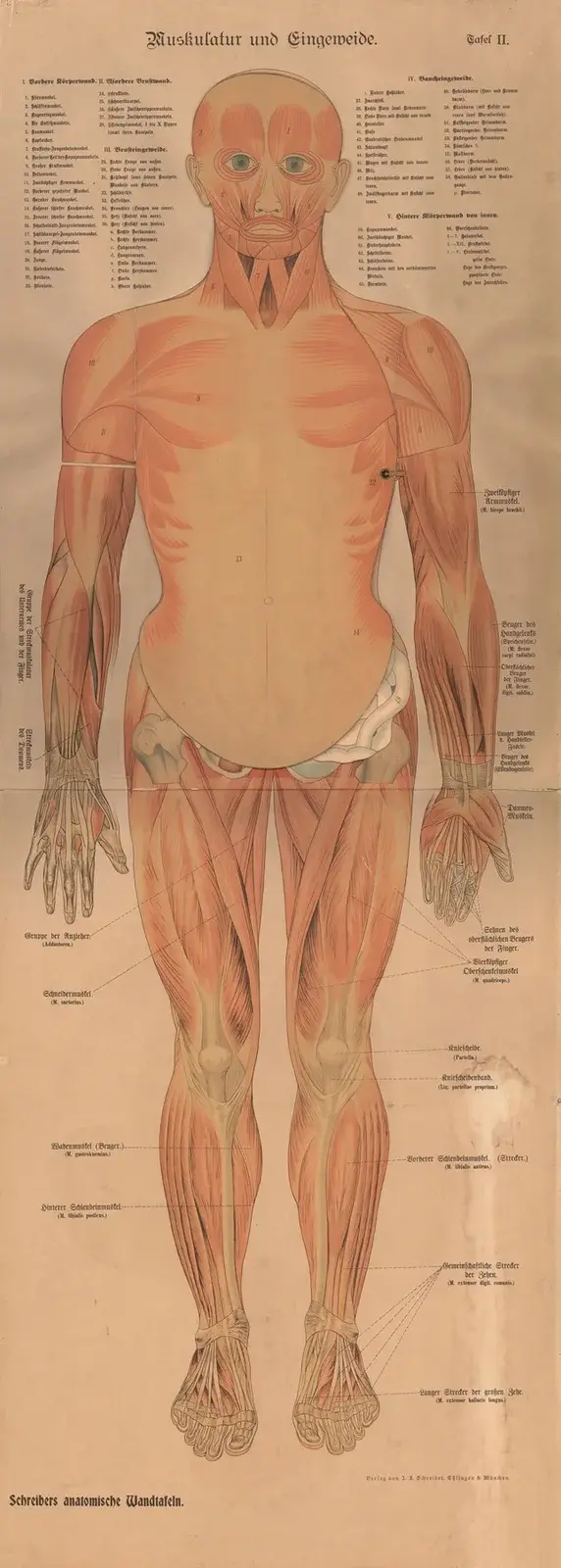 Muscles and internal organs, 1902 – nr 2 av J.F. Schreiber