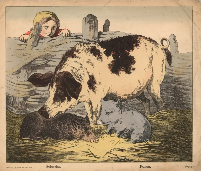 Świnie, J.F. Schreiber