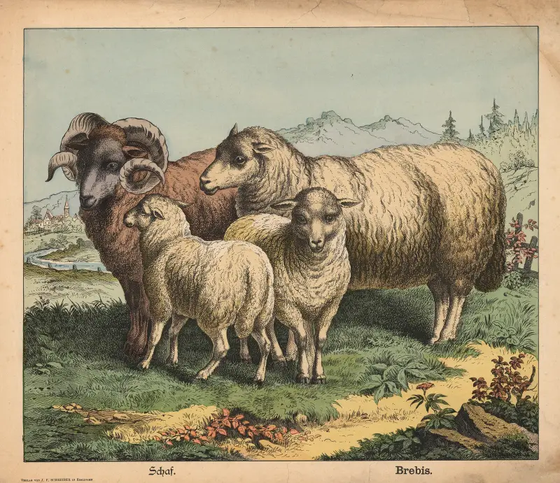 Sheep av J.F. Schreiber