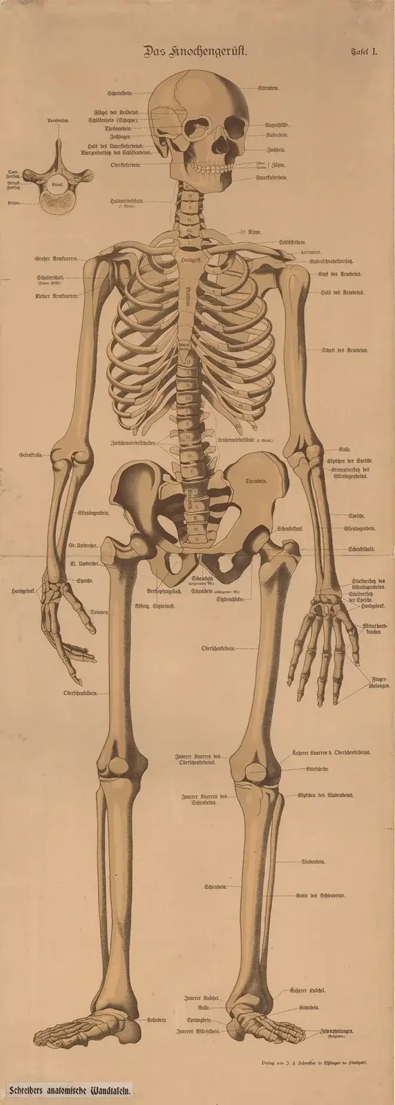Skeleton av J.F. Schreiber