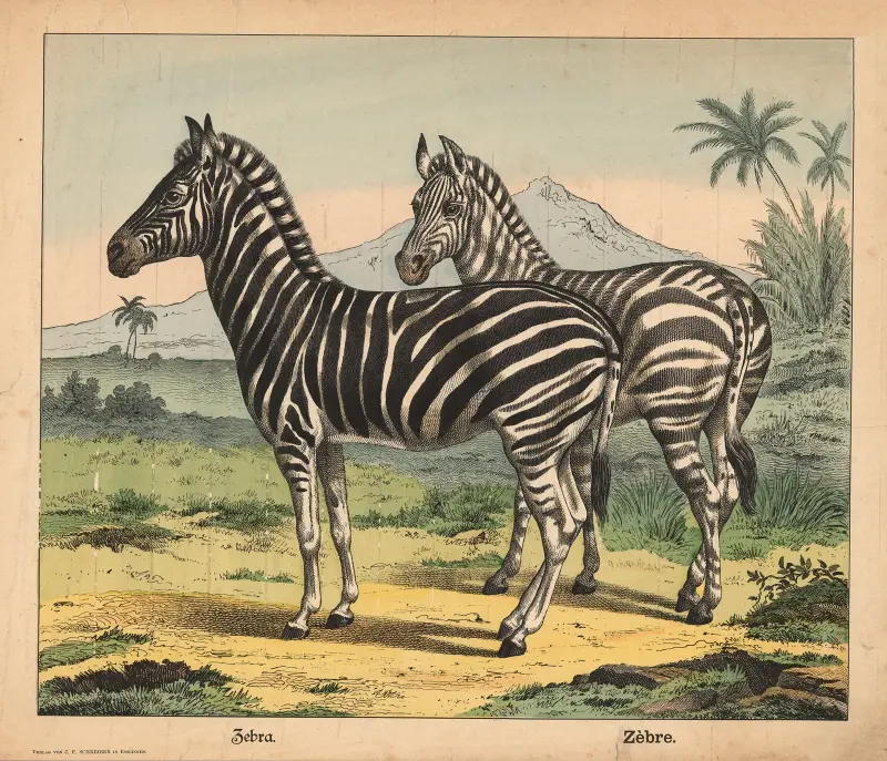 Zebra, J.F. Schreiber
