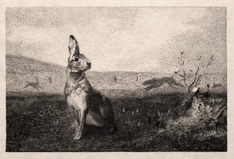 Der Hase (nach A. de Balleroy) von Félix Bracquemond