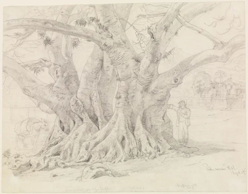 Baumstudie av Ferdinand Keller