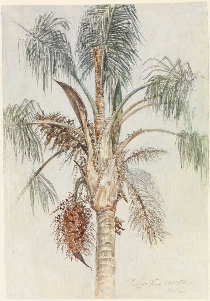 Krone einer Palme (Syagrus macrocarpa) in Juiz de Fora von Ferdinand Keller