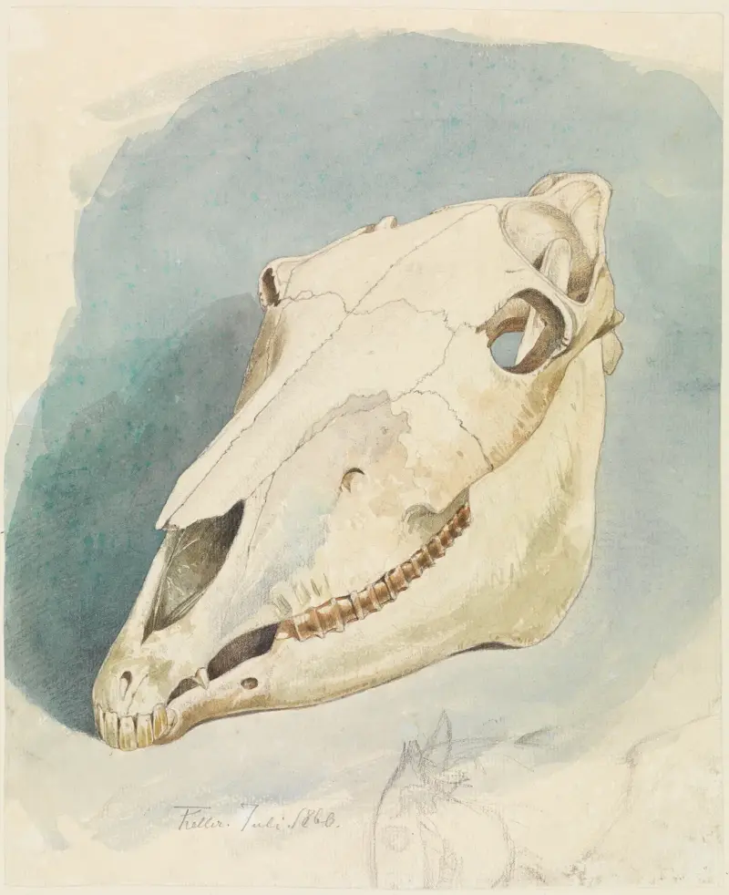 Studie eines Tierschädels, 1860 – Nr. 2 von Ferdinand Keller