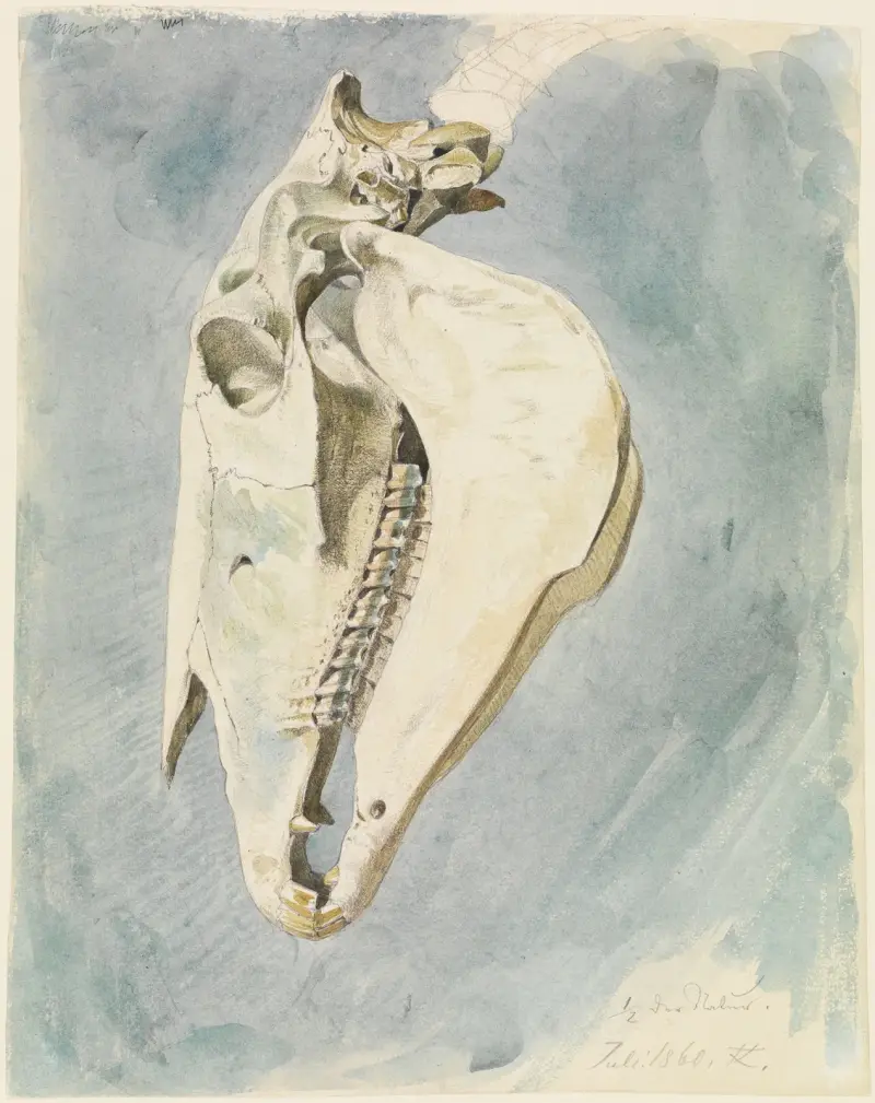 Studie eines Tierschädels, 1860 – nr 1 av Ferdinand Keller