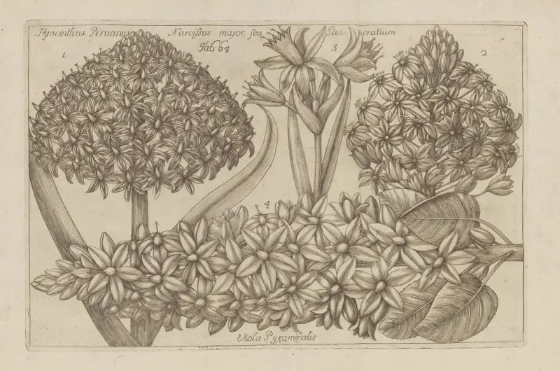 Hyacinthus peruanus, narcissus major, seu pancratium, viola pyramidalis av Filippo Arena