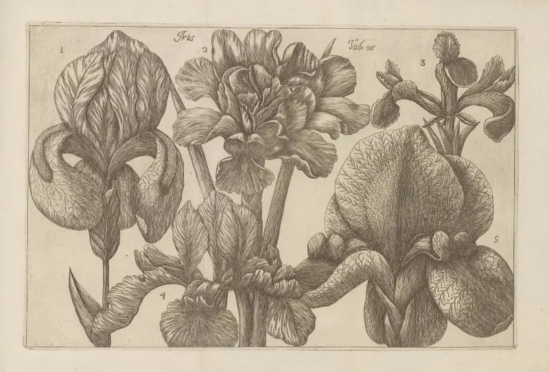 Iris av Filippo Arena