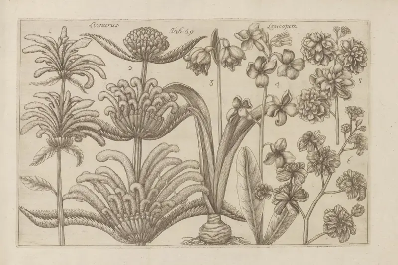 Leonurus, Leucojum av Filippo Arena