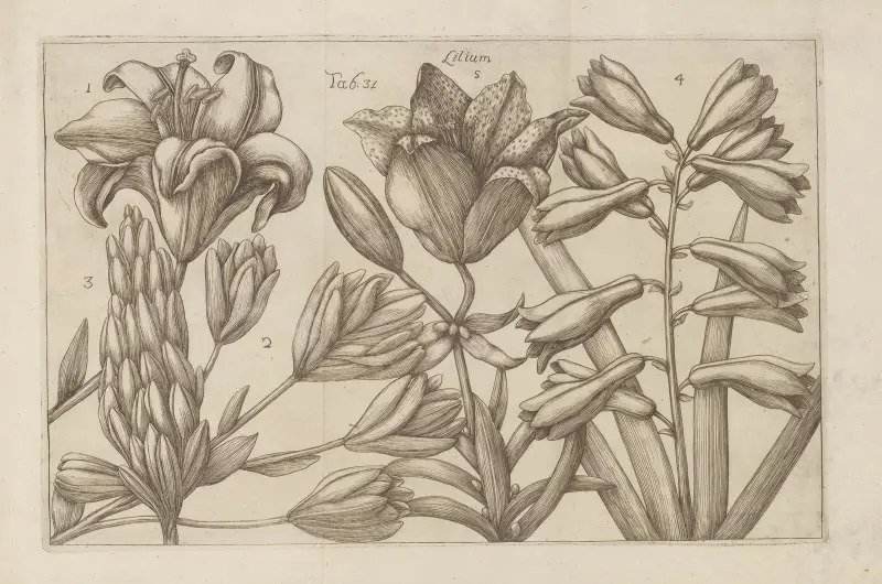 Lilium, 1767 – nr 2 av Filippo Arena