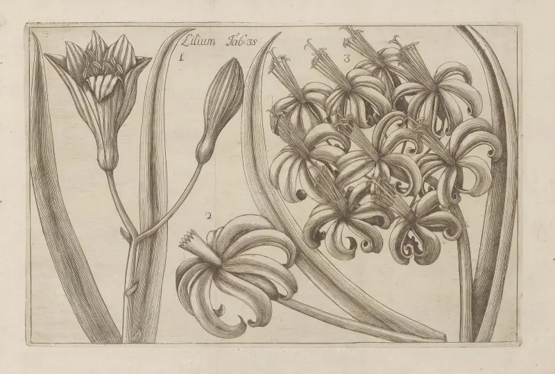Lilium, 1767 – nr 3 av Filippo Arena