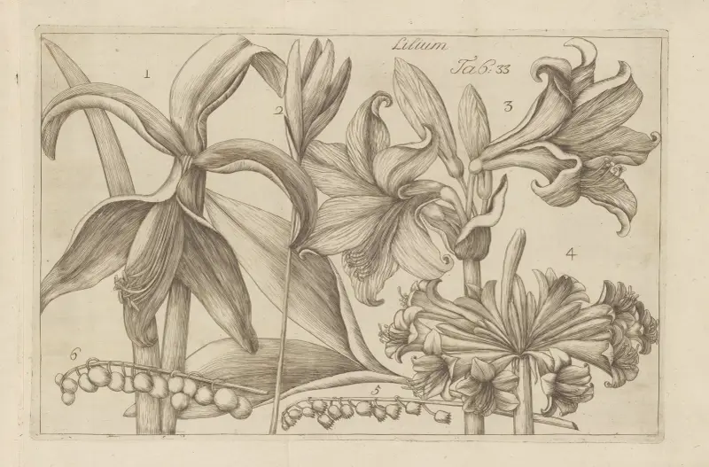 Lilium, 1767 – nr 4 av Filippo Arena