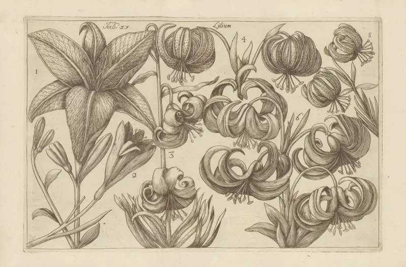 Lilium, 1767 – nr 5 av Filippo Arena
