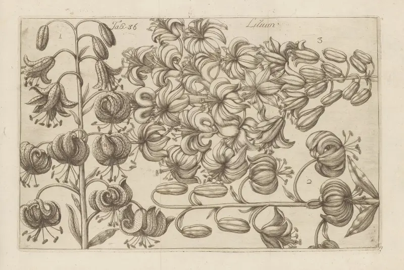 Lilium, 1767 – Nr. 6 von Filippo Arena