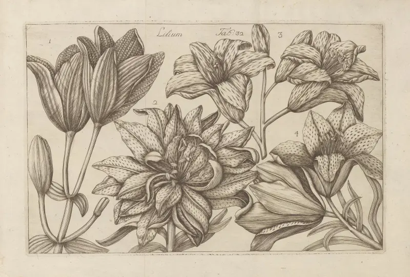 Lilium, 1767 – Nr. 1 von Filippo Arena