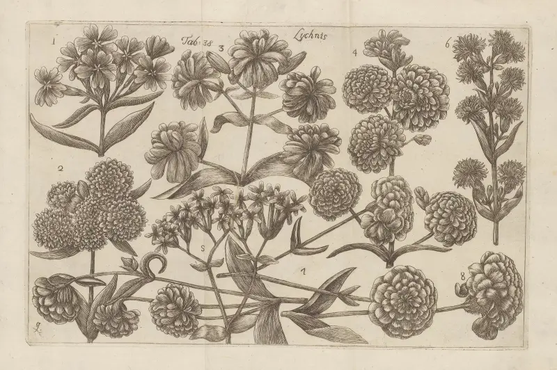 Lychnis av Filippo Arena