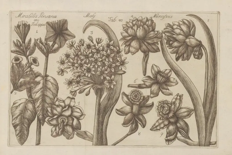 Wunderblume, Moly, Narzisse von Filippo Arena