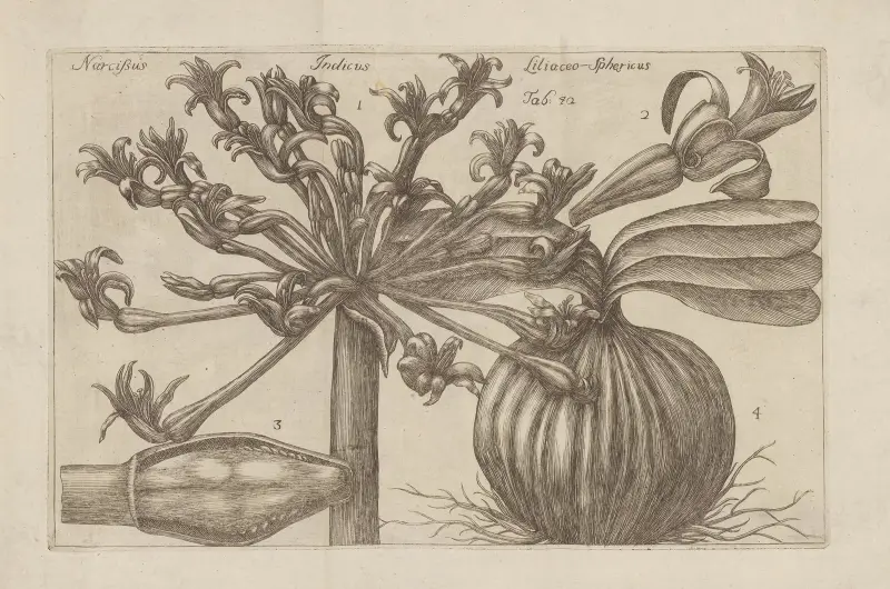 Narcissus, Indicus, Liliaceo-Sphericus av Filippo Arena