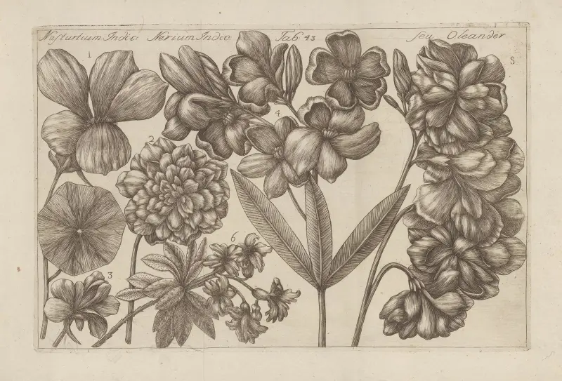 Nasturtium indicum, nerium indicum, seu oleander av Filippo Arena