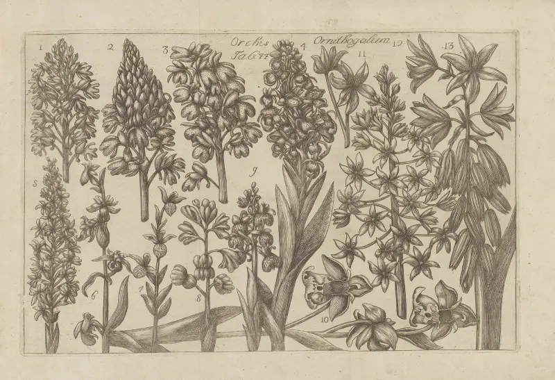 Orchis Ornithogalum von Filippo Arena