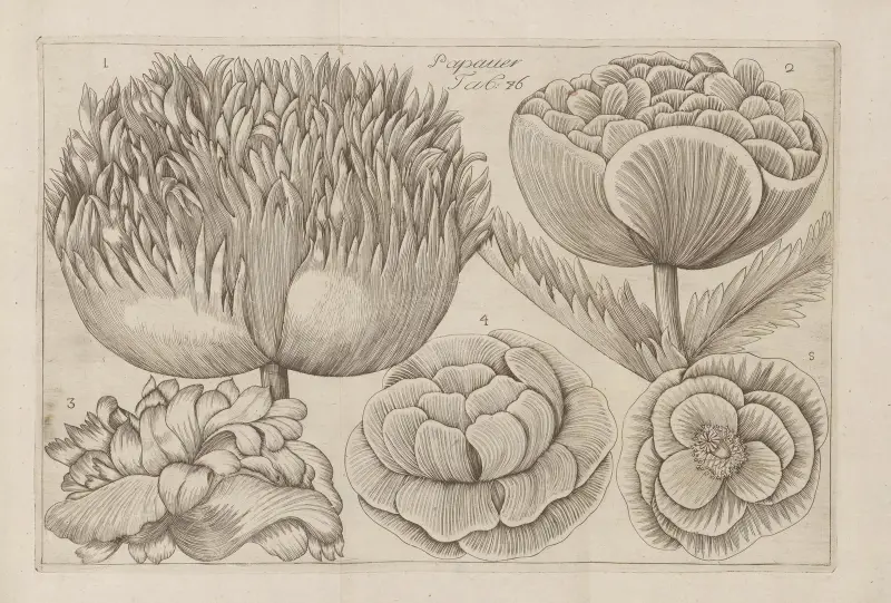 Mohn von Filippo Arena