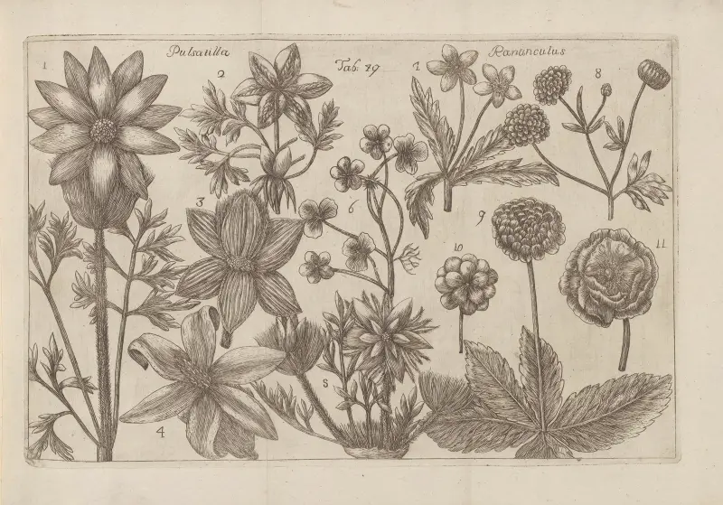 Pulsatilla, Ranunculus av Filippo Arena