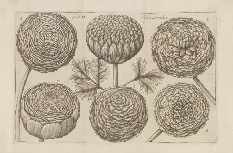 Ranunculus, 1767 – nr 2 av Filippo Arena
