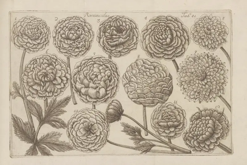 Ranunculus, 1767 – nr 1 av Filippo Arena