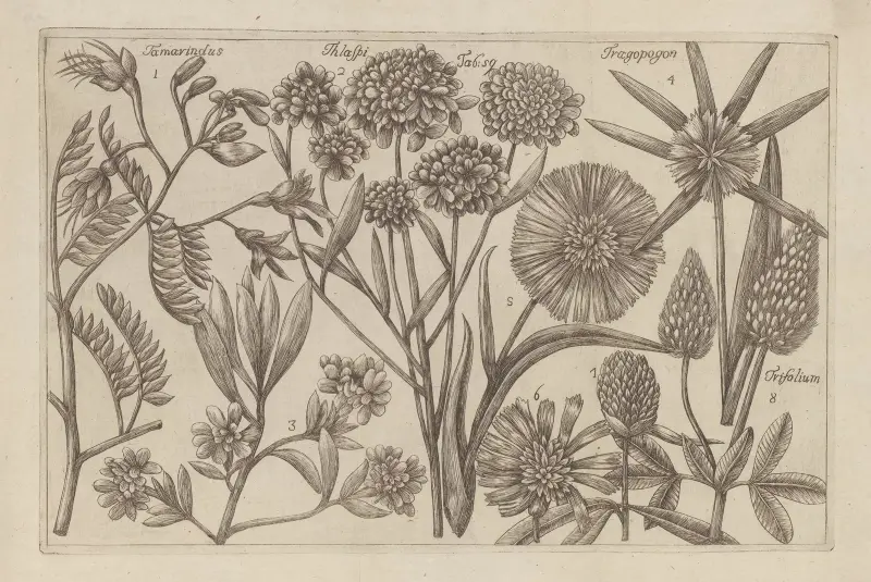 Tamarindus, Thlaspi, Tragopogon, Trifolium av Filippo Arena