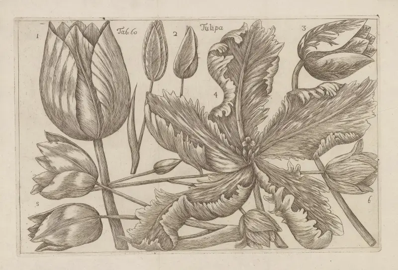Tulipa, 1767 – nr 2 av Filippo Arena