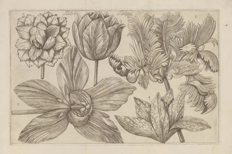 Tulipa, 1767 – nr 3 av Filippo Arena