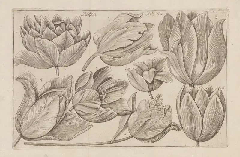Tulipa, 1767 – nr 1 av Filippo Arena