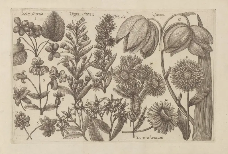 Viola martia, Virga aurea, Yucca, Xeranthemum von Filippo Arena