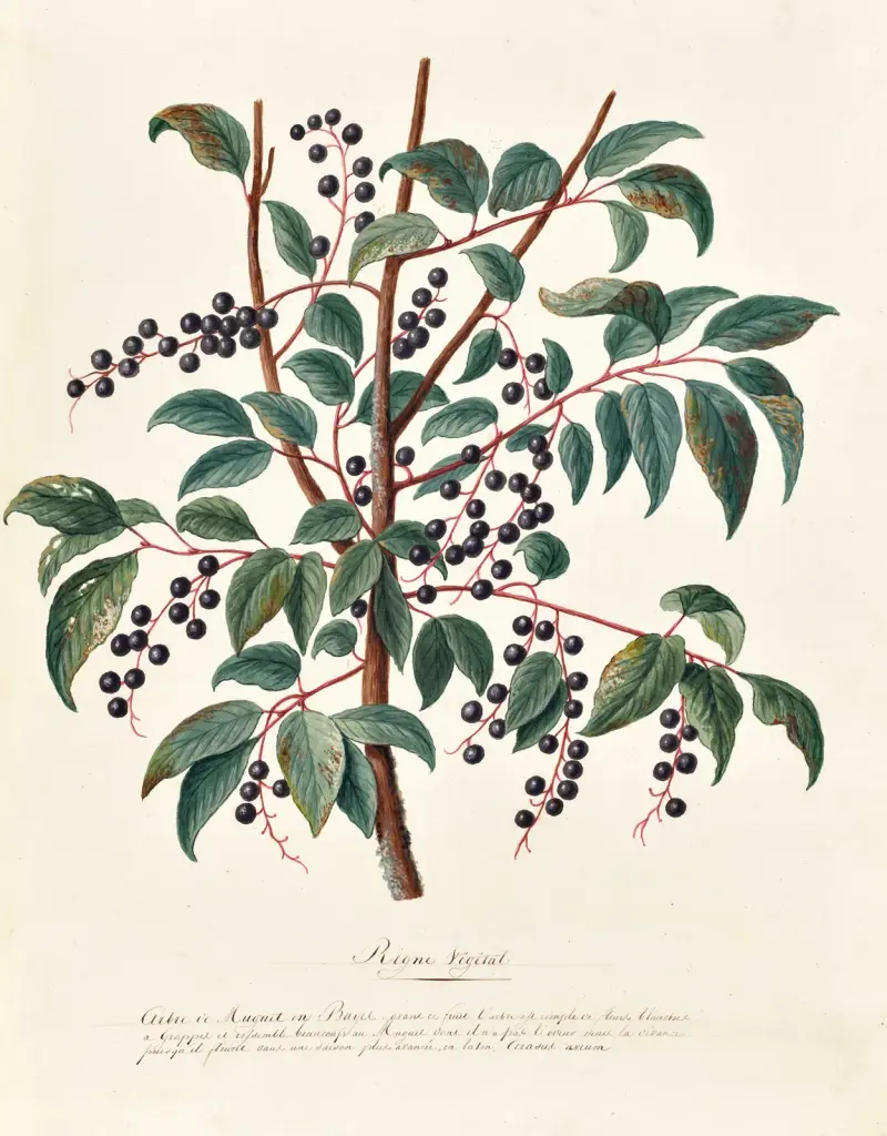 Sammlung des Pflanzenreichs, Bäume, Wald- und Obstbäume, ihre Früchte, Tafel 6 von Pierre Francois Ledoulx