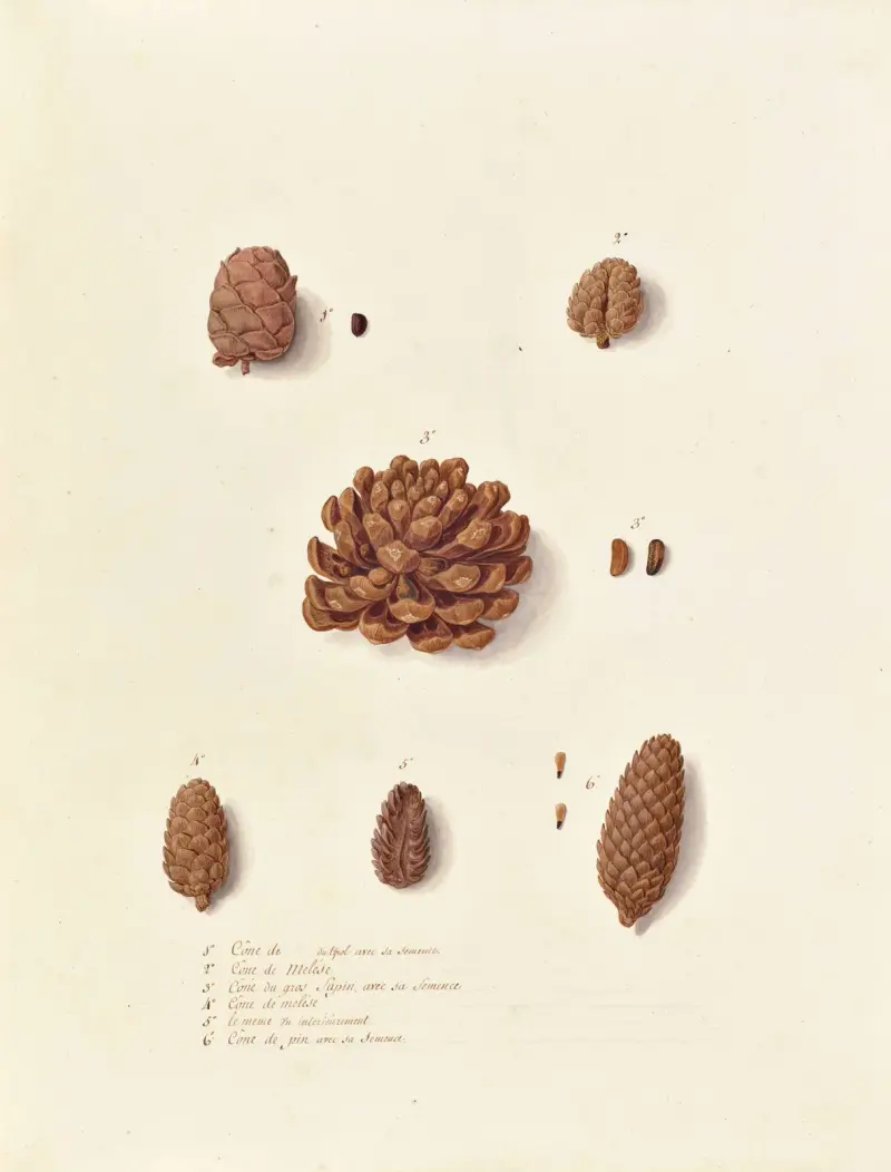 Växtriket, träd, skogs- och fruktträd samt deras frukter, plansch 13 av Pierre Francois Ledoulx