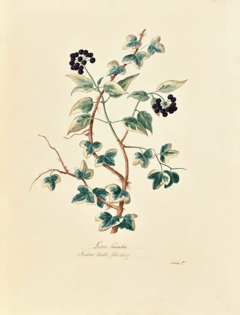Collection du regne vegetal, arbres, forestiers et fruitiers, leurs fruits, &a Pl.07 av Pierre Francois Ledoulx