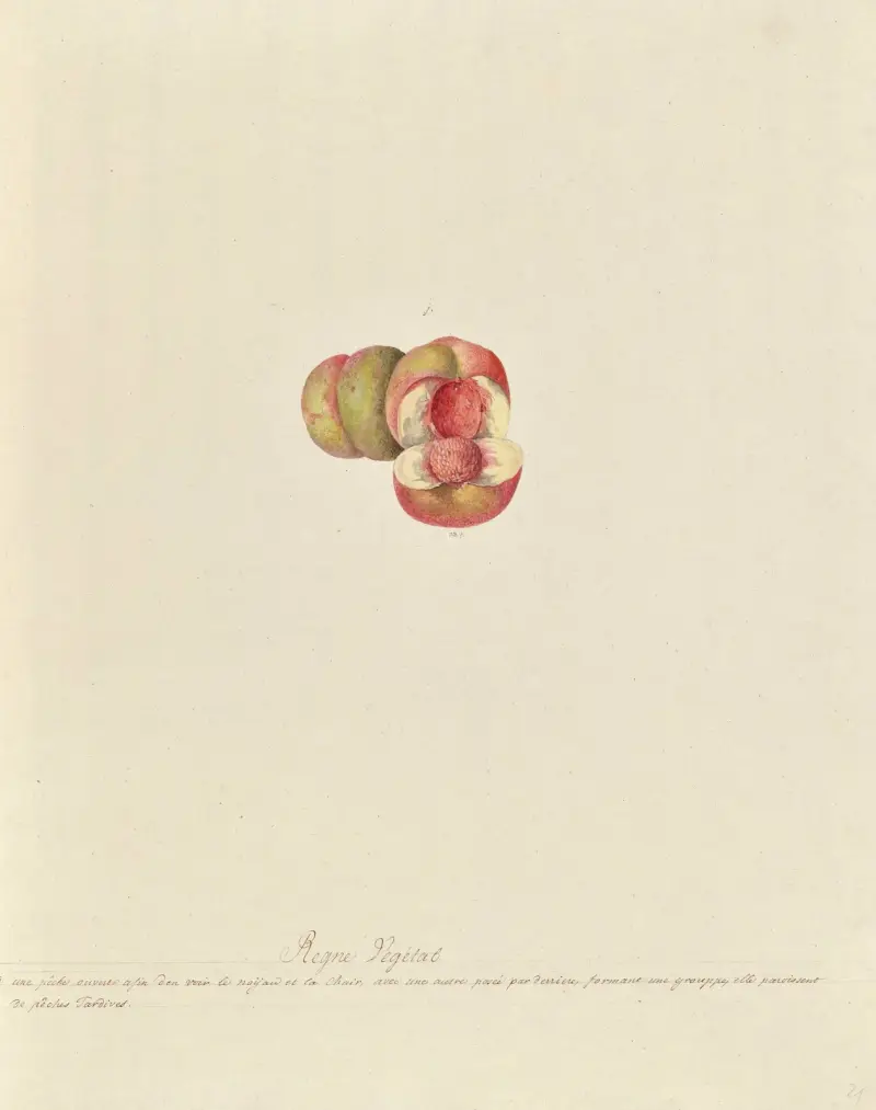 Collection du regne vegetal, arbres, forestiers et fruitiers, leurs fruits, &a Pl.21 av Pierre Francois Ledoulx