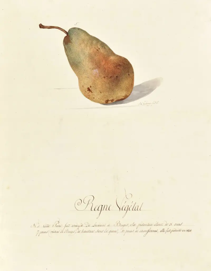 Collection du regne vegetal, arbres, forestiers et fruitiers, leurs fruits, &a Pl.26 av Pierre Francois Ledoulx