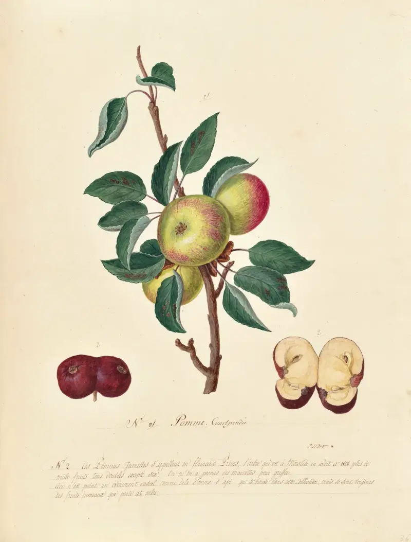 Växtriket, träd, skogs- och fruktträd samt deras frukter, plansch 36 av Pierre Francois Ledoulx