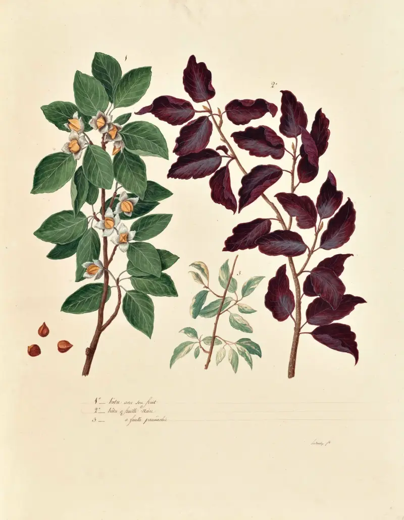 Växtriket, träd, skogs- och fruktträd samt deras frukter, plansch 8 av Pierre Francois Ledoulx