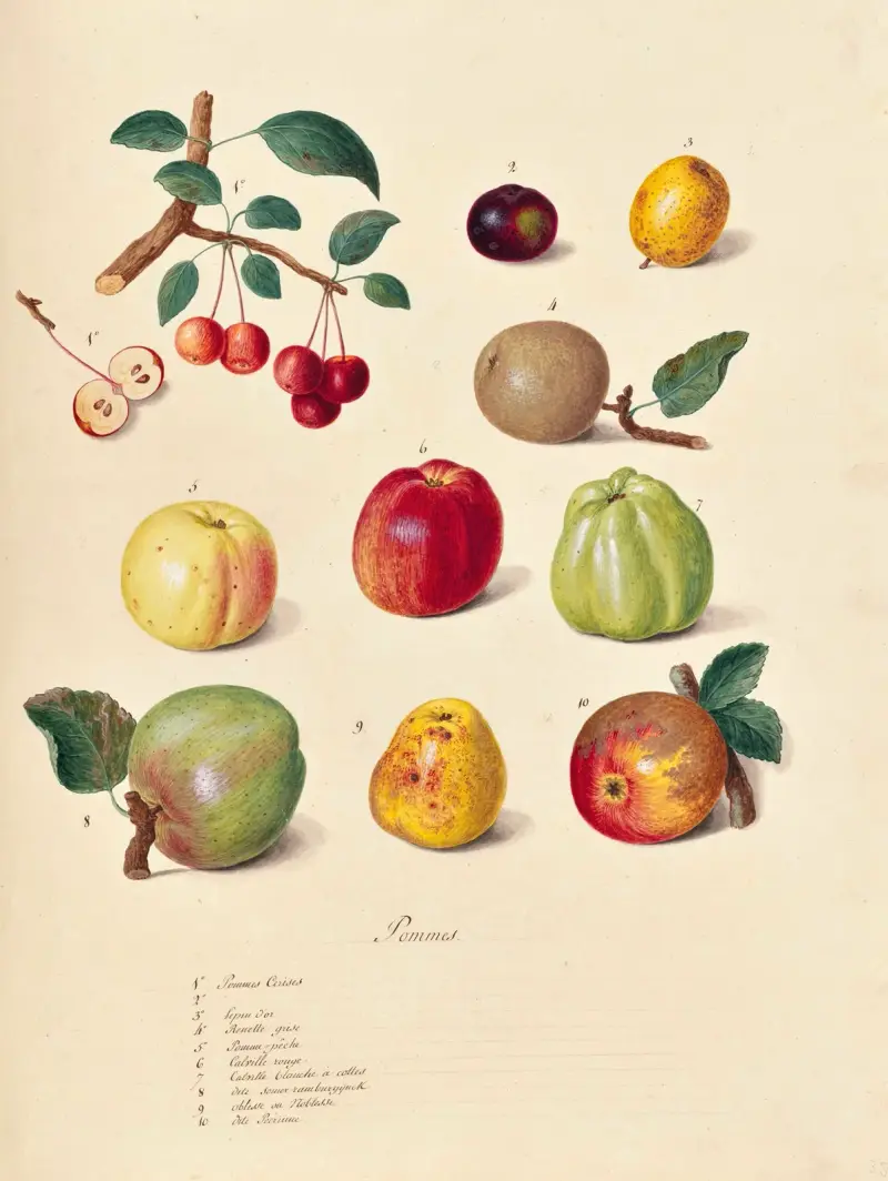 Collection du regne vegetal, arbres, forestiers et fruitiers, leurs fruits, &a Pl.35 av Pierre Francois Ledoulx