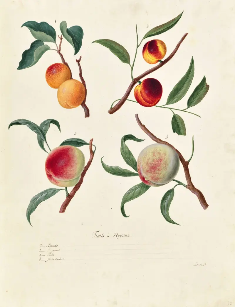 Collection du regne vegetal, arbres, forestiers et fruitiers, leurs fruits, &a Pl.22 av Pierre Francois Ledoulx