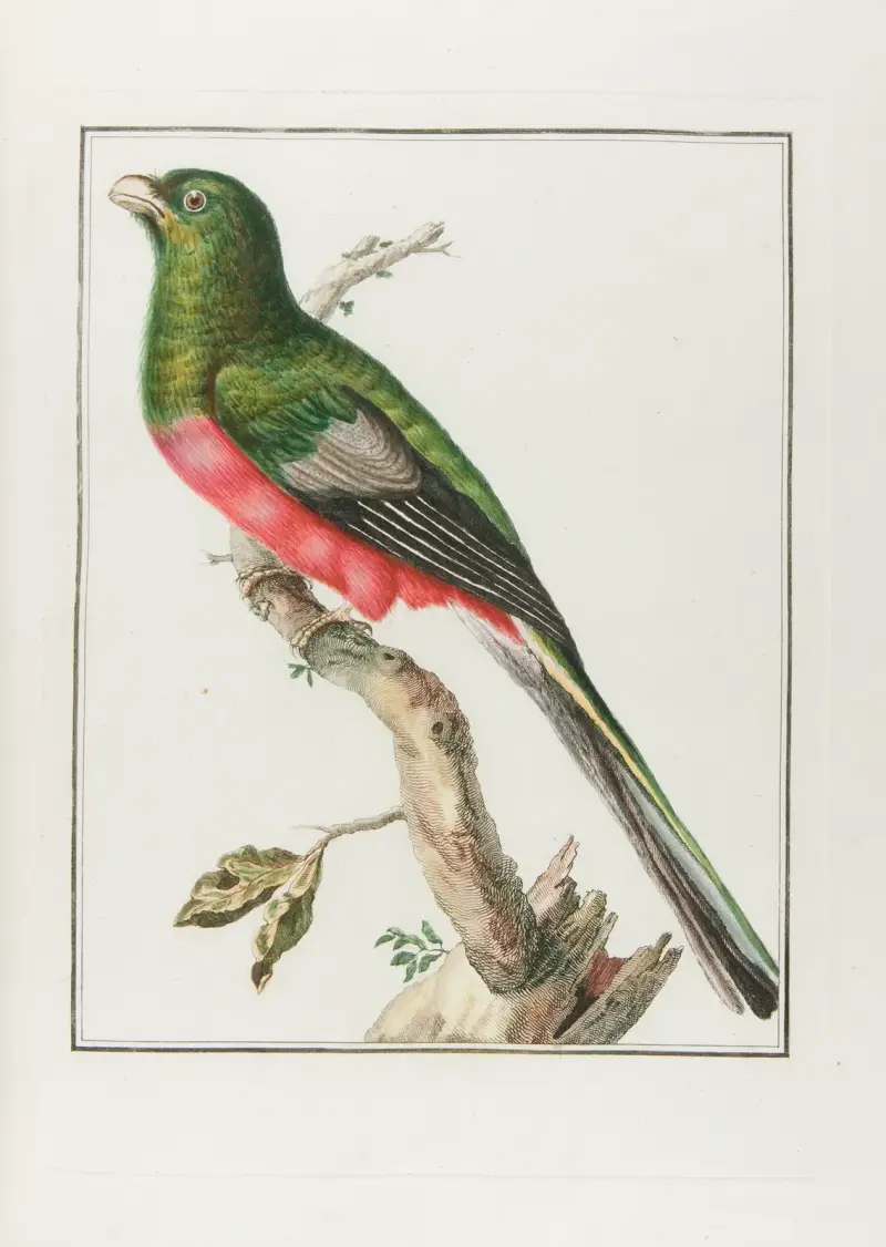 Couroulou d’afrique male … av François Levaillant