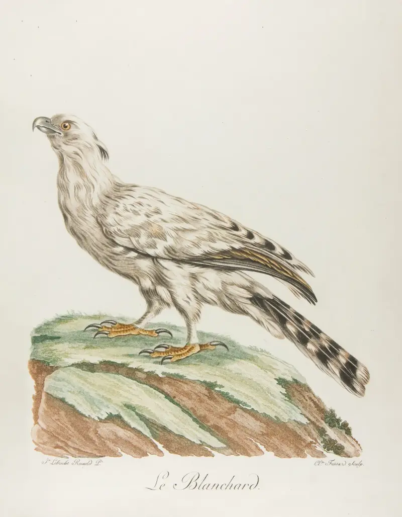 Le blanchard av François Levaillant