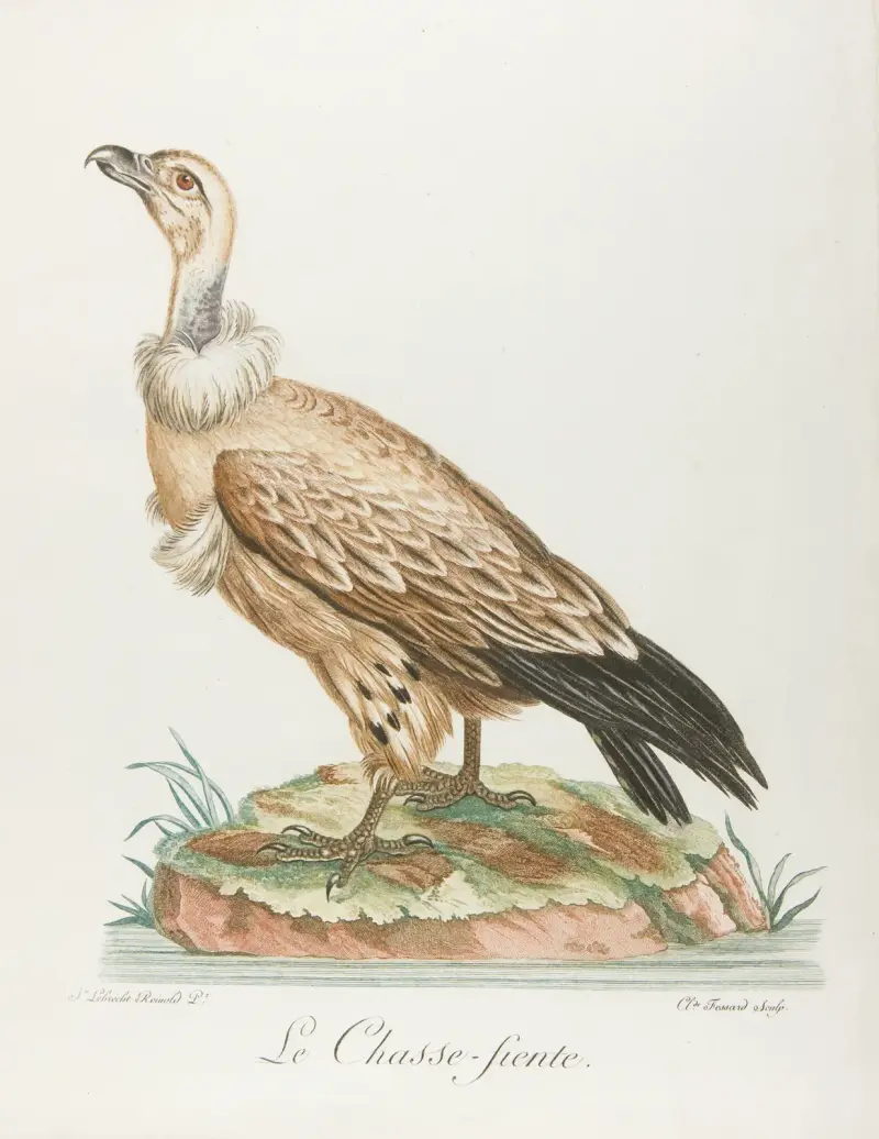 Le chasse-fiente von François Levaillant