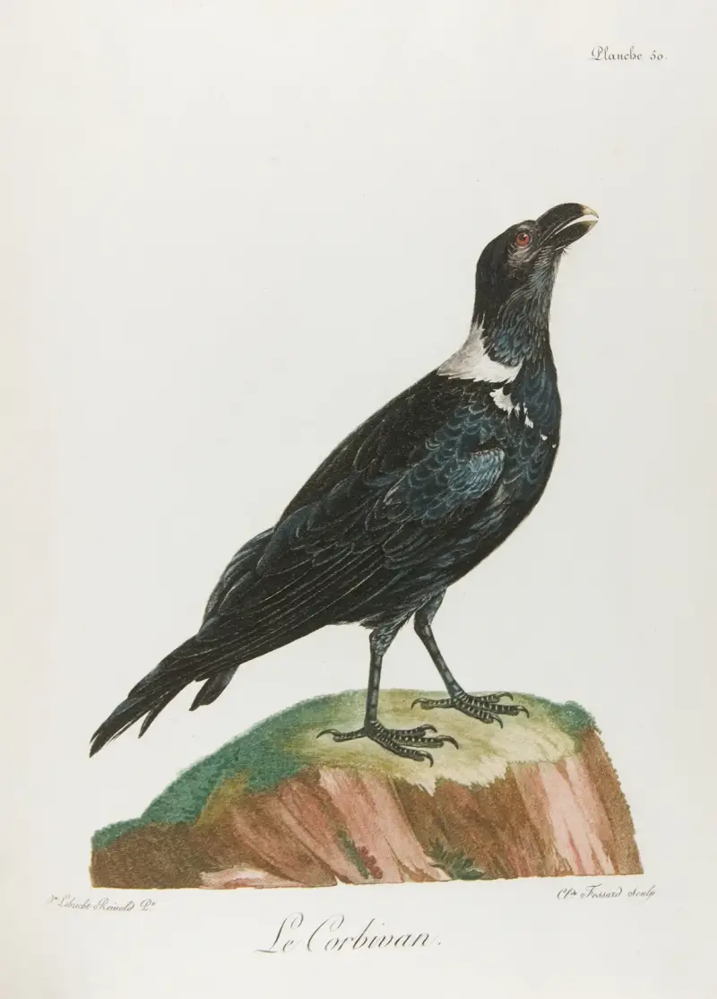Le corbivan (Vogelillustration) von François Levaillant