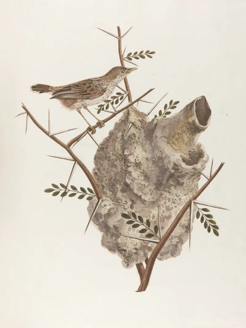 Le pinepine, François Levaillant