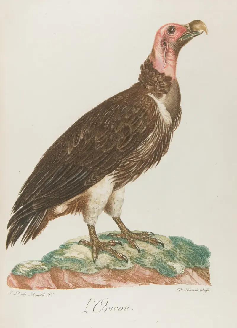 Der Oricou von François Levaillant