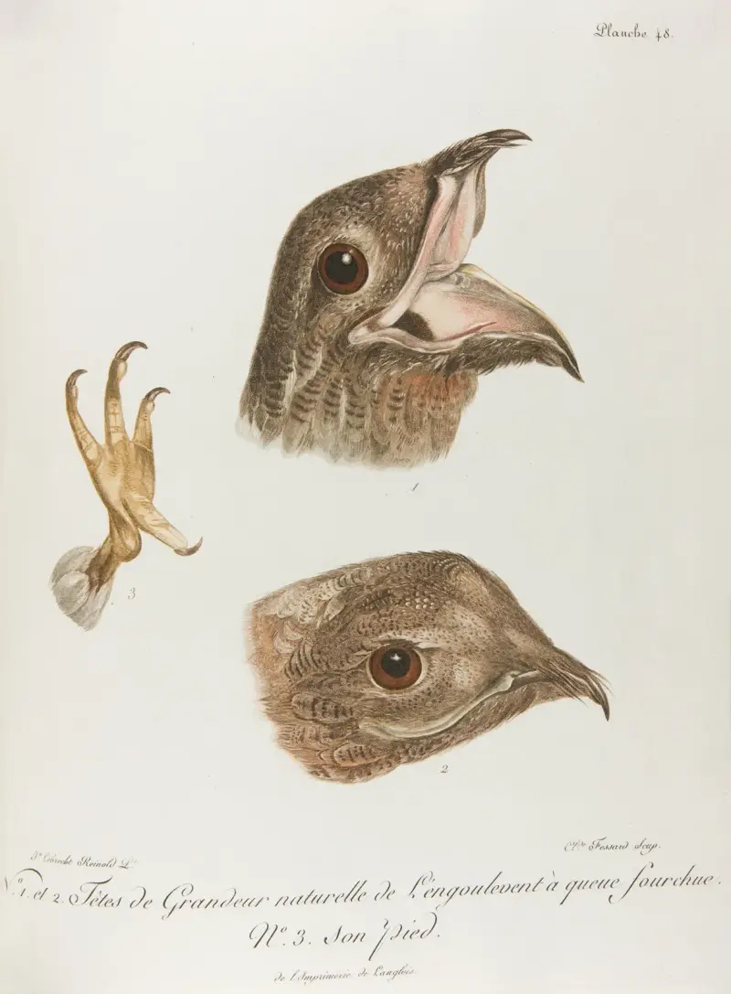 Nr. 1 und 2. Köpfe des Ziegenmelkers in natürlicher Größe von François Levaillant