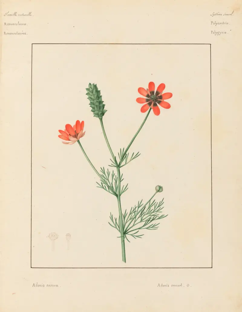 Pflanzen aus der Umgebung von Paris Pl.001 von Pierre Jean François Turpin